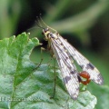 scorpion fly (Panorpa sp.) Kenneth Noble